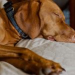 Making Your Bed and Breakfast Pet Friendly